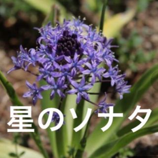 星のソナタ球根(その他)