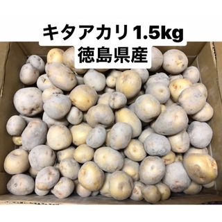 新じゃがいも　キタアカリ　1.5kg コロコロサイズ(野菜)