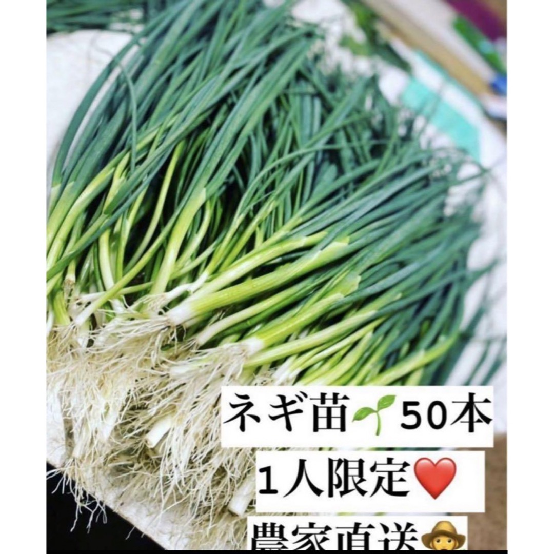 福岡県産　ネギ苗　50本 1人限定 食品/飲料/酒の食品(野菜)の商品写真