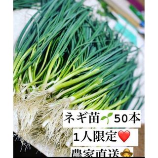 福岡県産　ネギ苗　50本 1人限定(野菜)