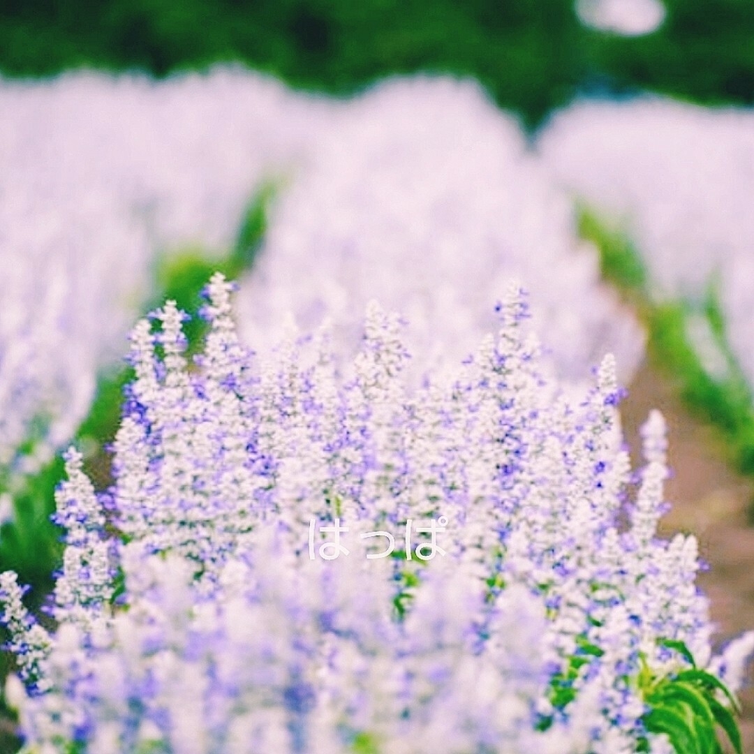 ケニケニ様  花の種 サルビア ファリナセア ストラータ30粒  青い花 他3計 ハンドメイドのフラワー/ガーデン(その他)の商品写真