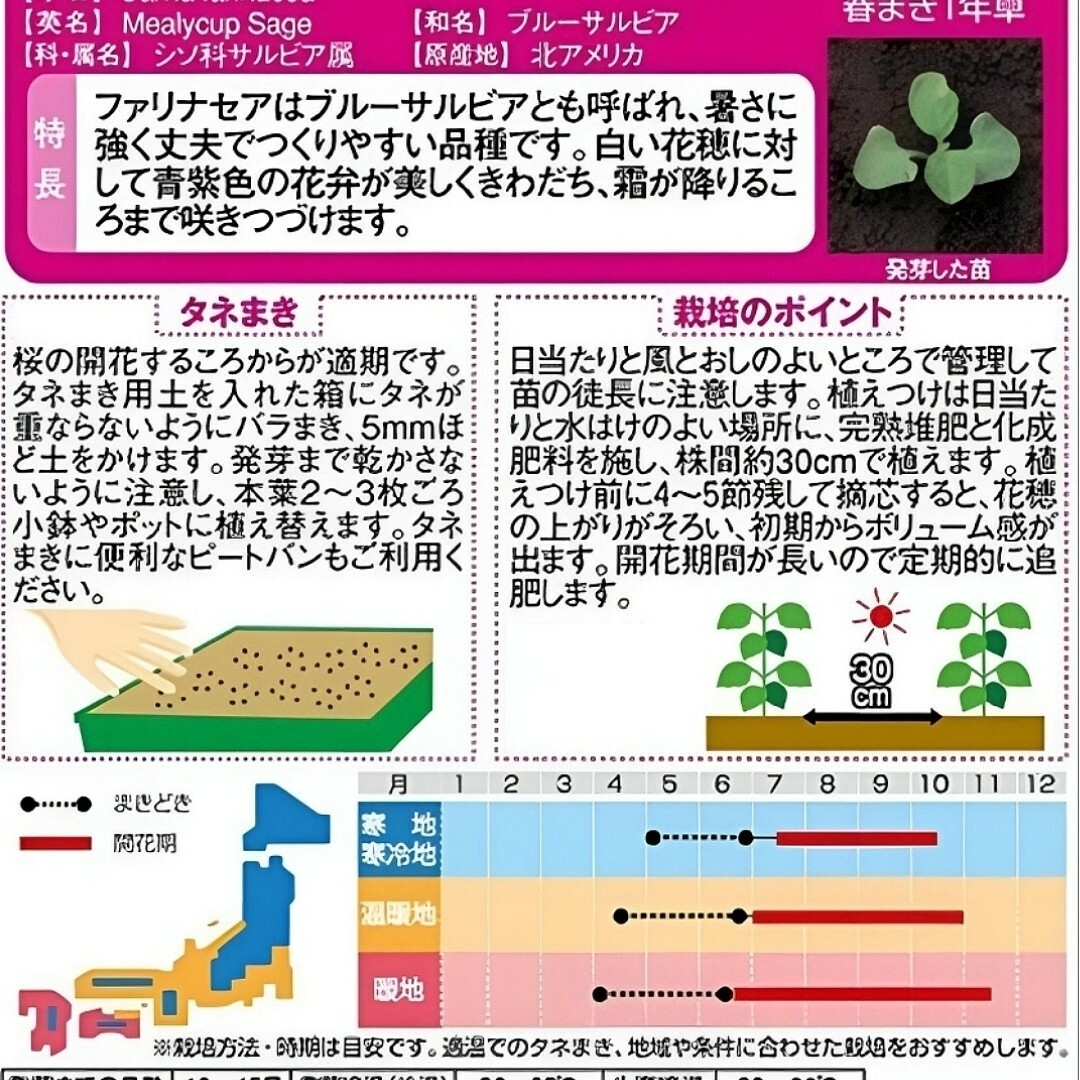 ケニケニ様  花の種 サルビア ファリナセア ストラータ30粒  青い花 他3計 ハンドメイドのフラワー/ガーデン(その他)の商品写真