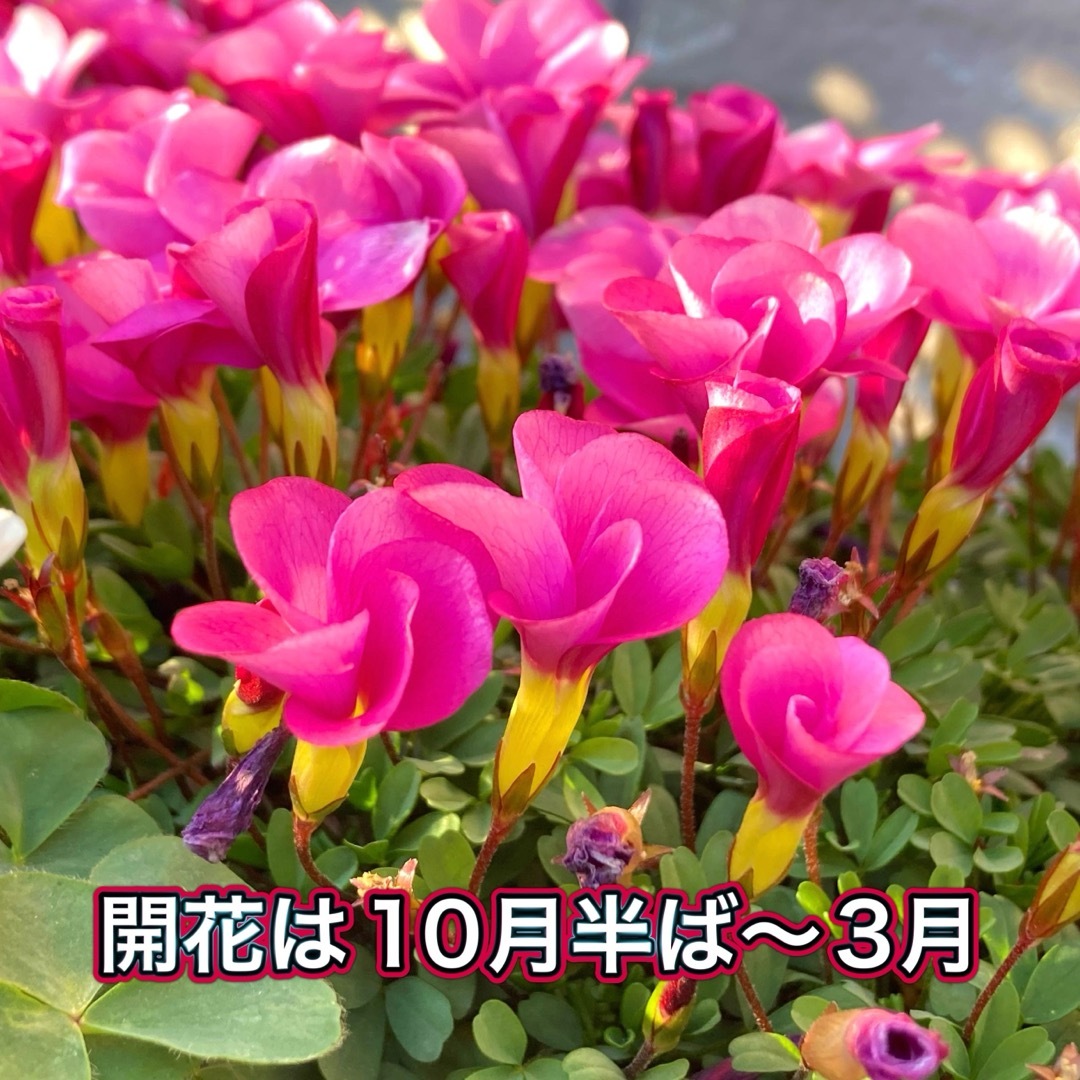 【オキザリス桃の輝き】球根50球 ハンドメイドのフラワー/ガーデン(その他)の商品写真