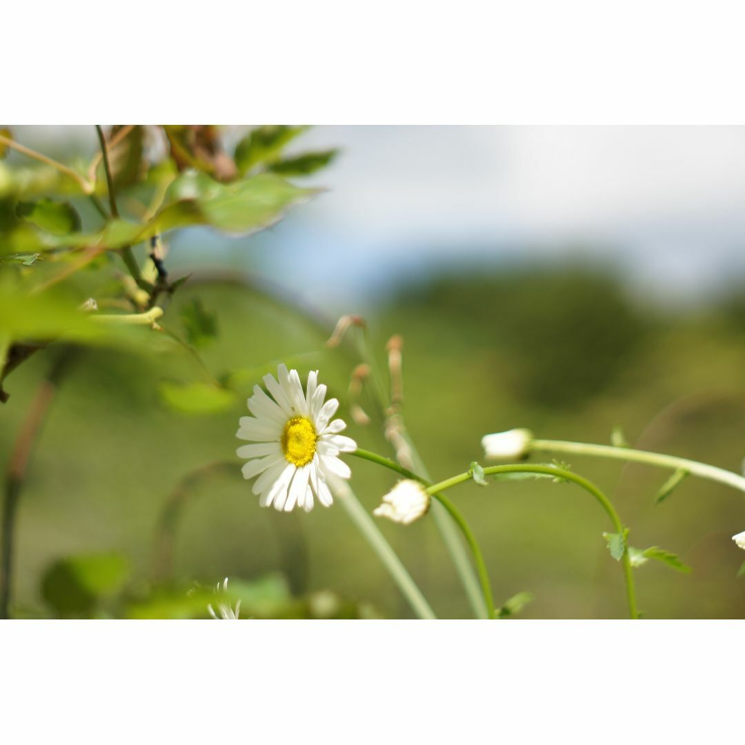 PENTAX(ペンタックス)のSMC TAKUMAR 55mm f1.8【整備・試写済】50293 スマホ/家電/カメラのカメラ(レンズ(単焦点))の商品写真