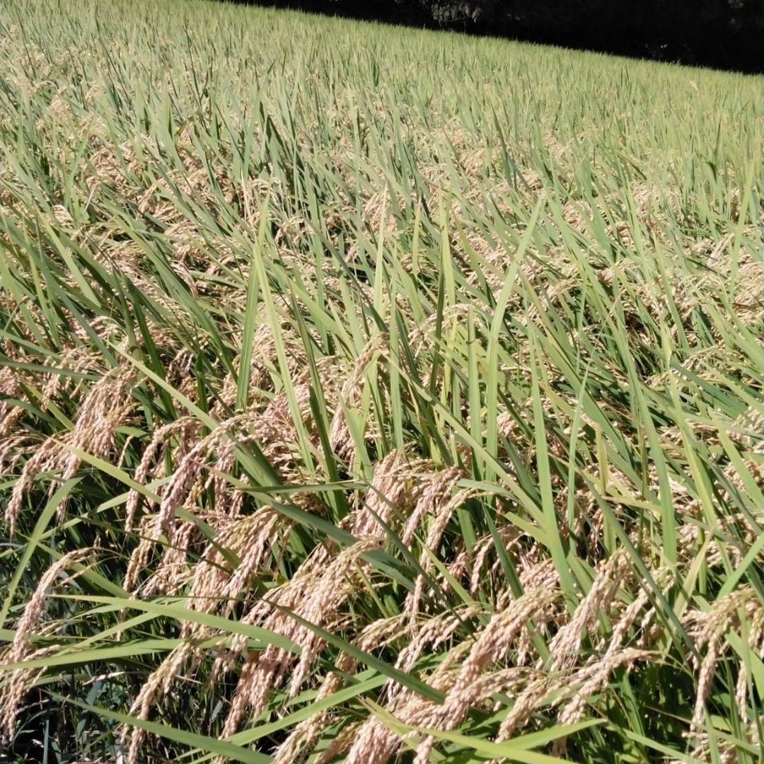 新米令和5年産コシヒカリ30キロ無農薬にて玄米のお米になります 食品/飲料/酒の食品(米/穀物)の商品写真
