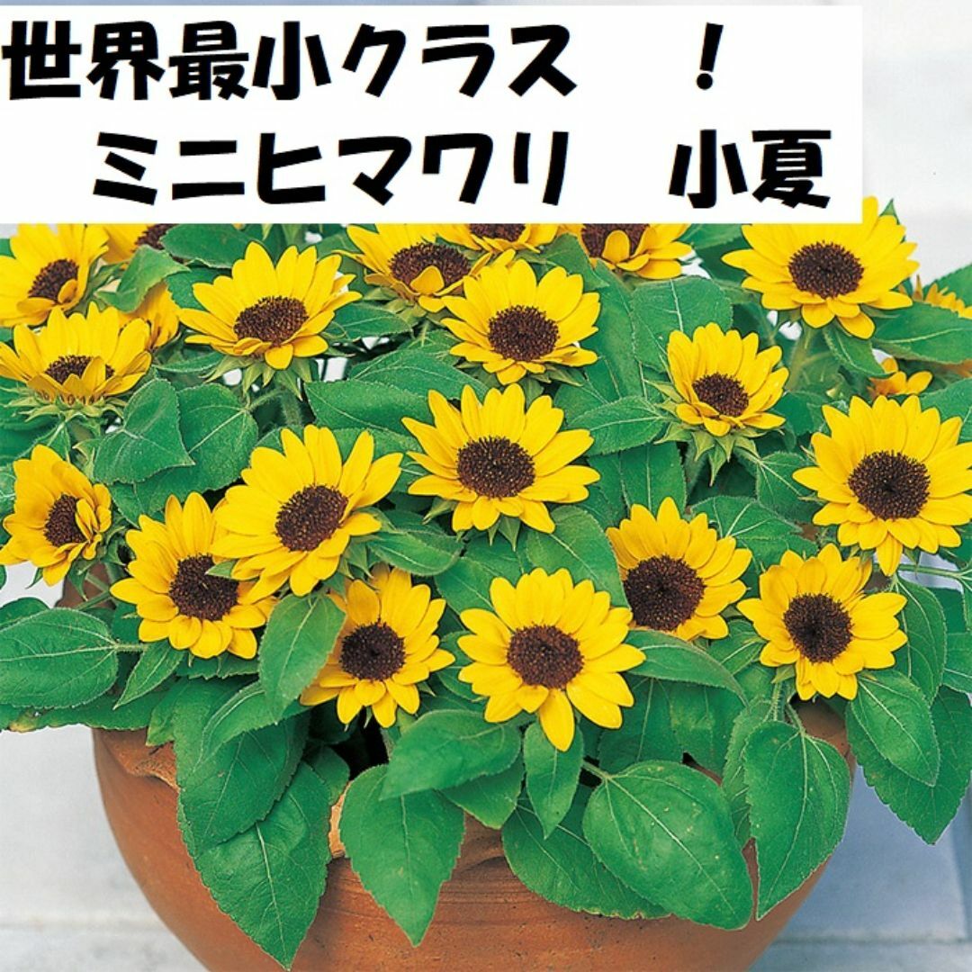 【花の種】ミニひまわり　小夏　３０粒　世界最小クラス ハンドメイドのフラワー/ガーデン(プランター)の商品写真