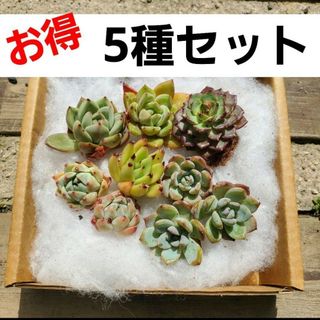 お得セット♡5種♡多肉植物  カット＆根付き  現品発送(その他)