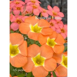 オキザリス Oxalis Rounded Venus 球根(その他)