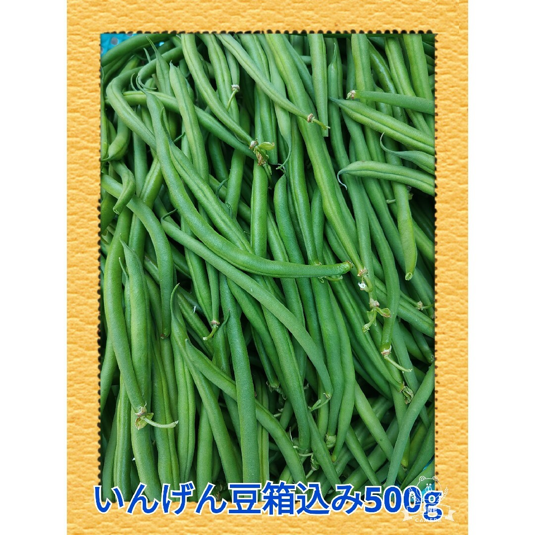 農家直送の朝採れ野菜いんげん豆箱込み500g 食品/飲料/酒の食品(野菜)の商品写真