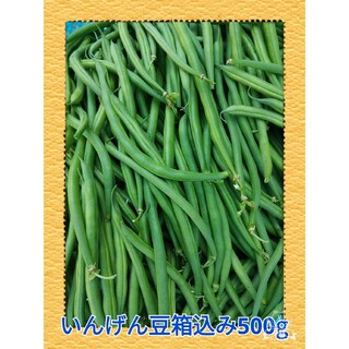 農家直送の朝採れ野菜いんげん豆箱込み500g(野菜)