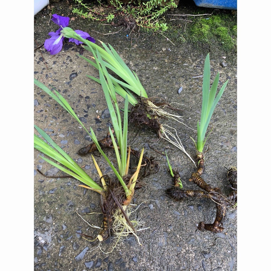 初夏を告げる品のある⭐︎和風感満載水生植物かきつばた(羅生門)⭐︎苗 ハンドメイドのフラワー/ガーデン(プランター)の商品写真