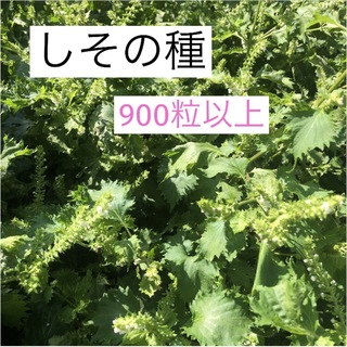 シソ　大葉　種　900粒以上　無農薬　(その他)