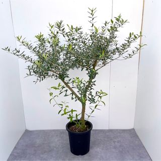 オリーブ　ネバディロブランコ　28【現品】観葉植物　創樹　SOUJU 8号(その他)