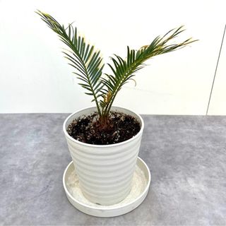 蘇鉄　金環蘇鉄　15【現品】☆希少☆ 観葉植物　ドライガーデン(その他)