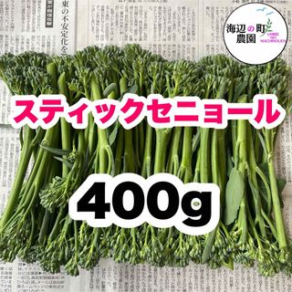 高知県産　茎ブロッコリー　スティックセニョール　野菜　農家直送！ Mgj(野菜)