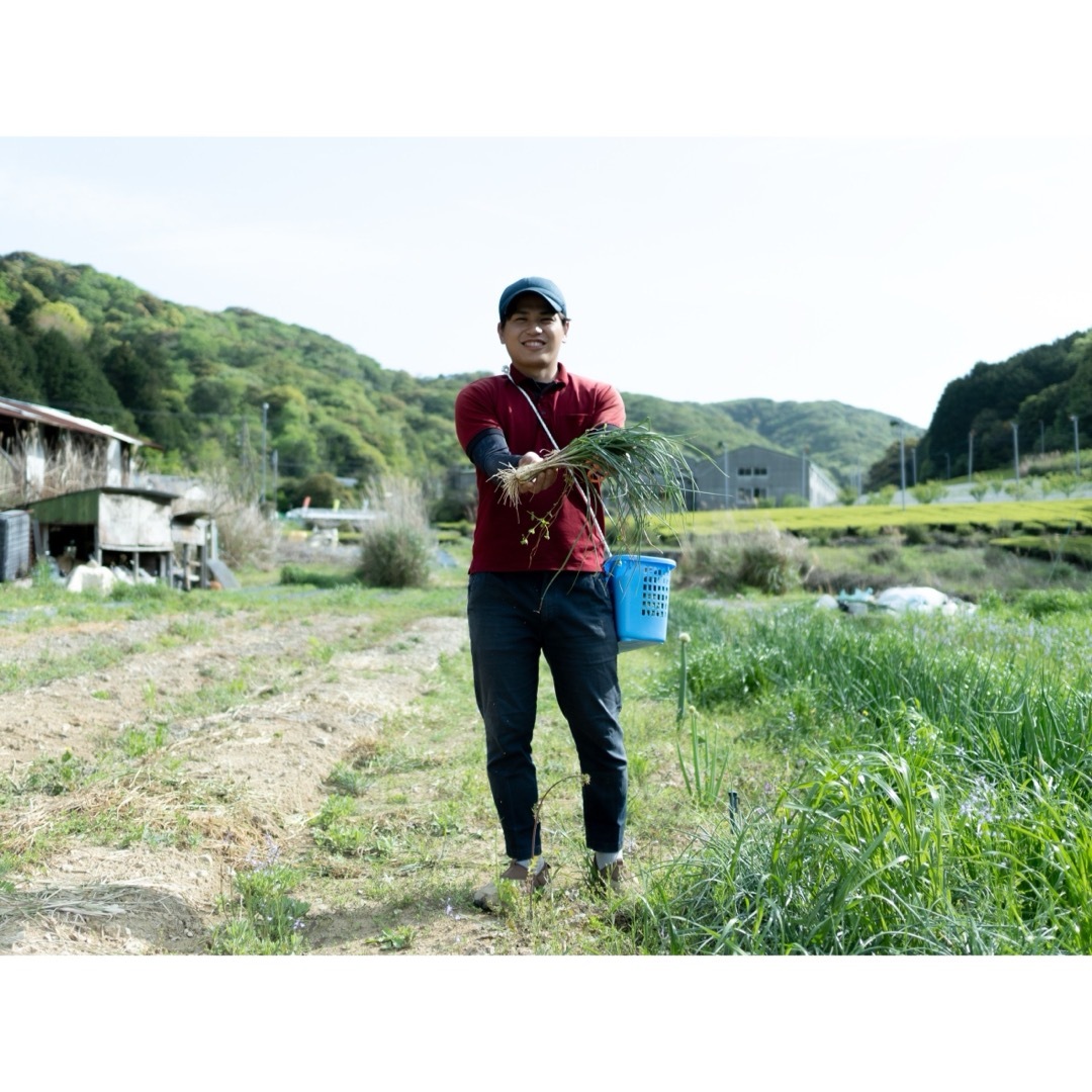 季節の野菜Mセット(10〜12品目) 食品/飲料/酒の食品(野菜)の商品写真