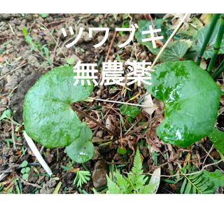 ツワブキ　つわぶき　山野草　根付苗(プランター)