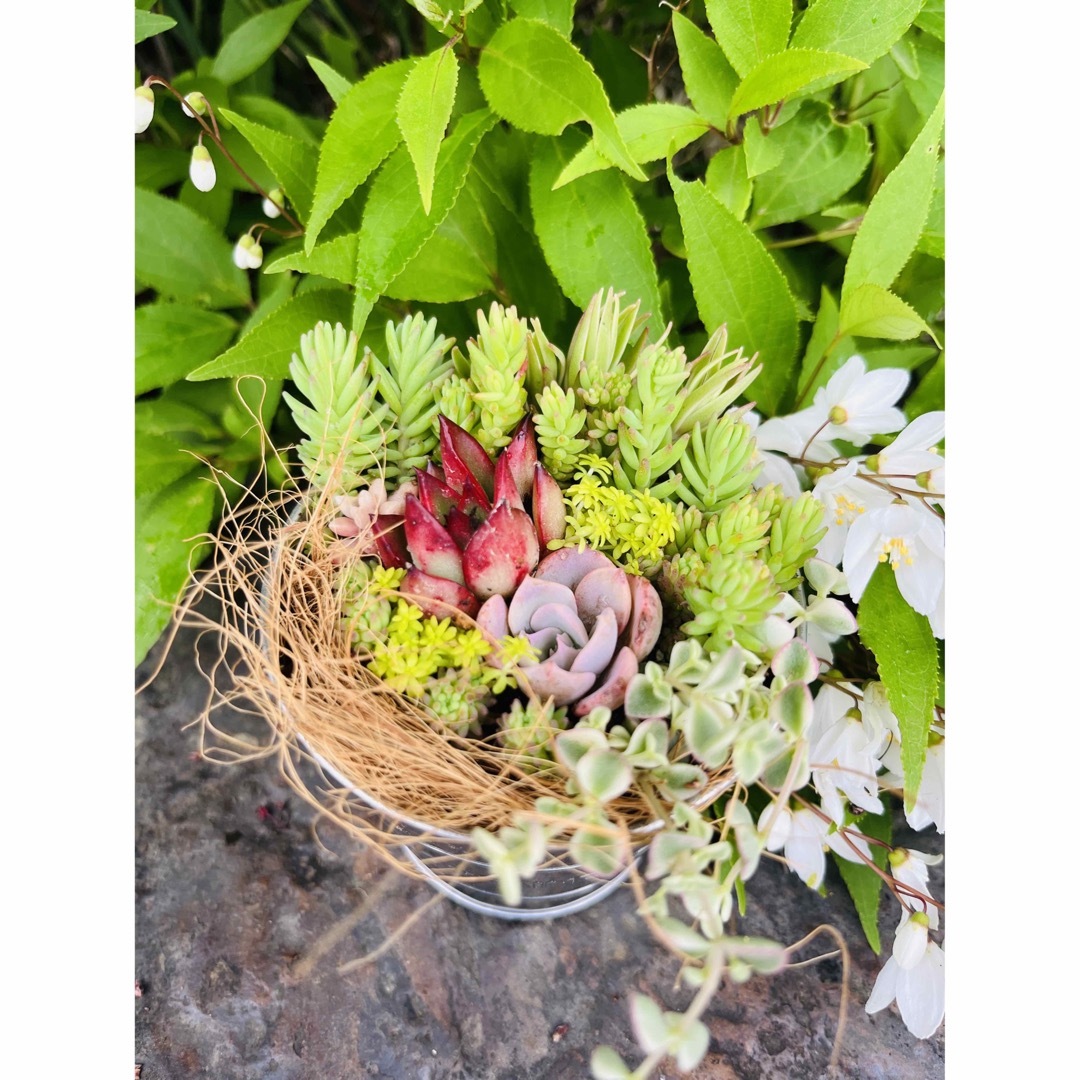 多肉植物　寄植え　セダム　鉢つき ハンドメイドのフラワー/ガーデン(その他)の商品写真