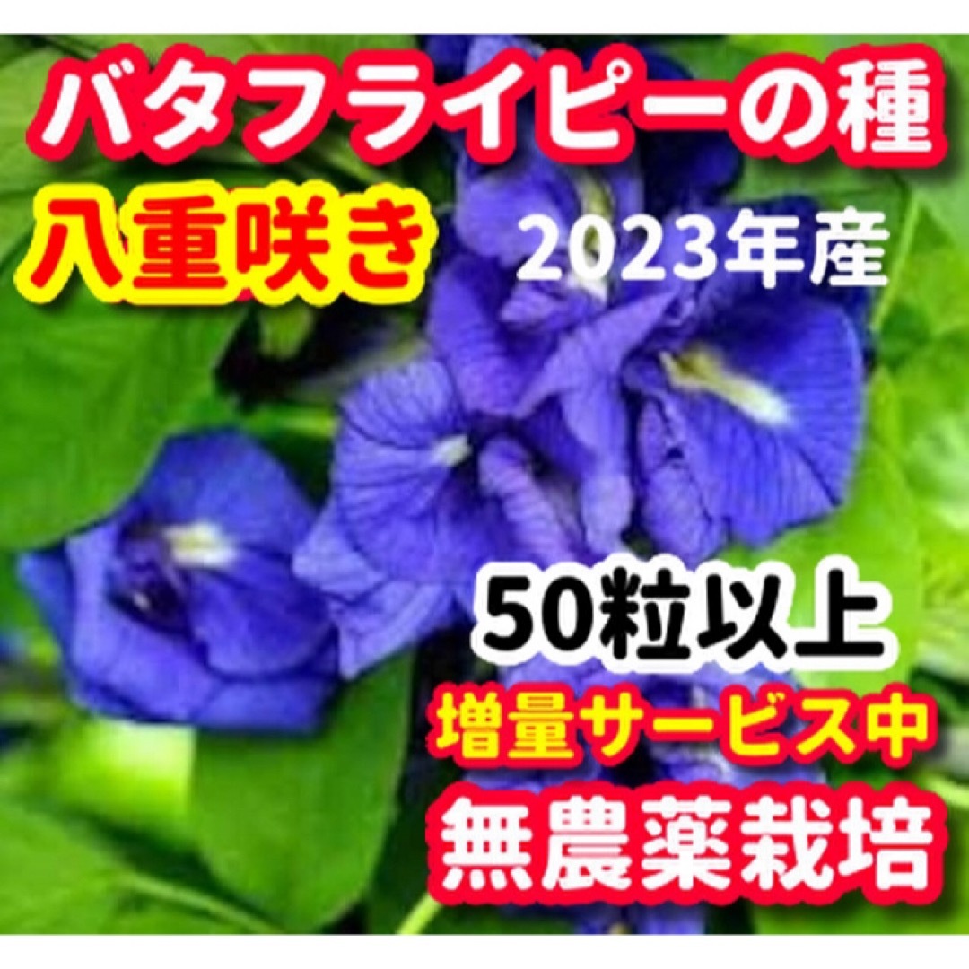 バタフライピーの種・八重咲き【50粒以上】★令和5年産・ベトナムの栽培方法記載 ハンドメイドのフラワー/ガーデン(その他)の商品写真