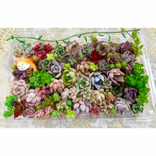 カラフル＆モリモリ★多肉植物・寄せ植えセット♪⑩(その他)