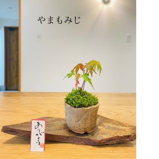 やまもみじの苔盆栽　寄せ植え　信楽焼