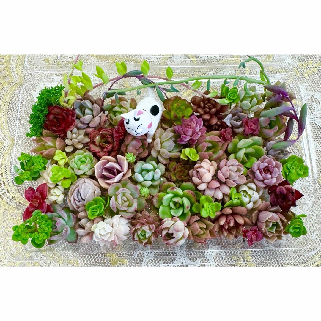 カラフル＆モリモリ★多肉植物・寄せ植えセット♪⑫ ハンドメイドのフラワー/ガーデン(その他)の商品写真