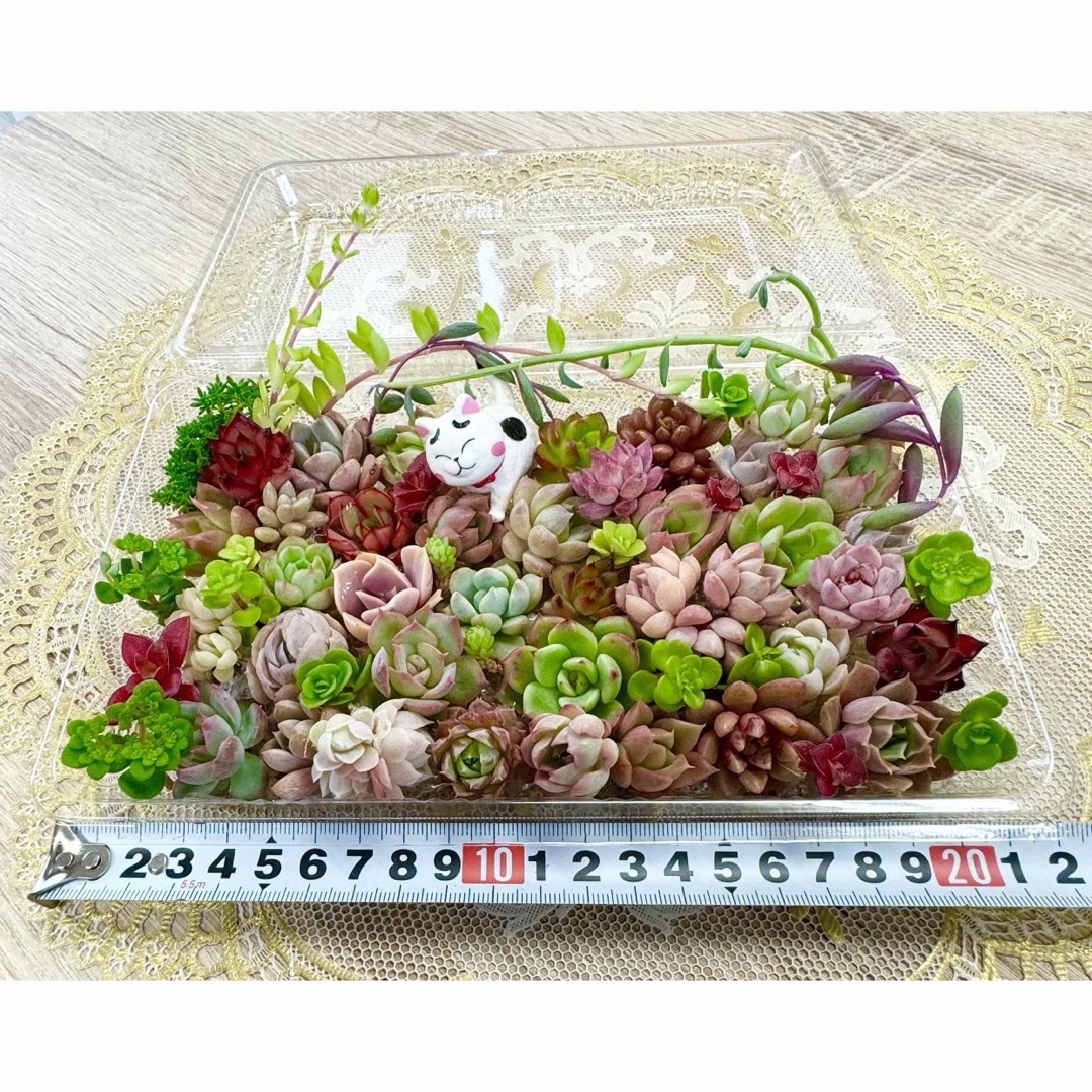 カラフル＆モリモリ★多肉植物・寄せ植えセット♪⑫ ハンドメイドのフラワー/ガーデン(その他)の商品写真