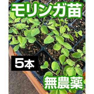 モリンガ　苗　5本(野菜)