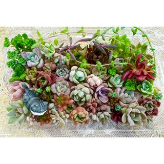 カラフル＆モリモリ★多肉植物・寄せ植えセット♪⑬(その他)