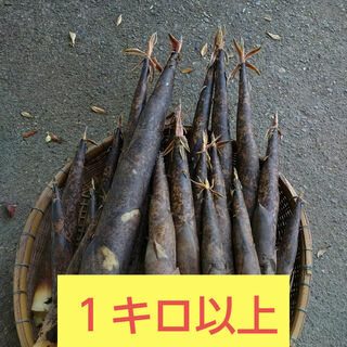 熊本県産　真竹　唐竹　　タケノコ　筍　たけのこ　お試し　１キロ以上(野菜)