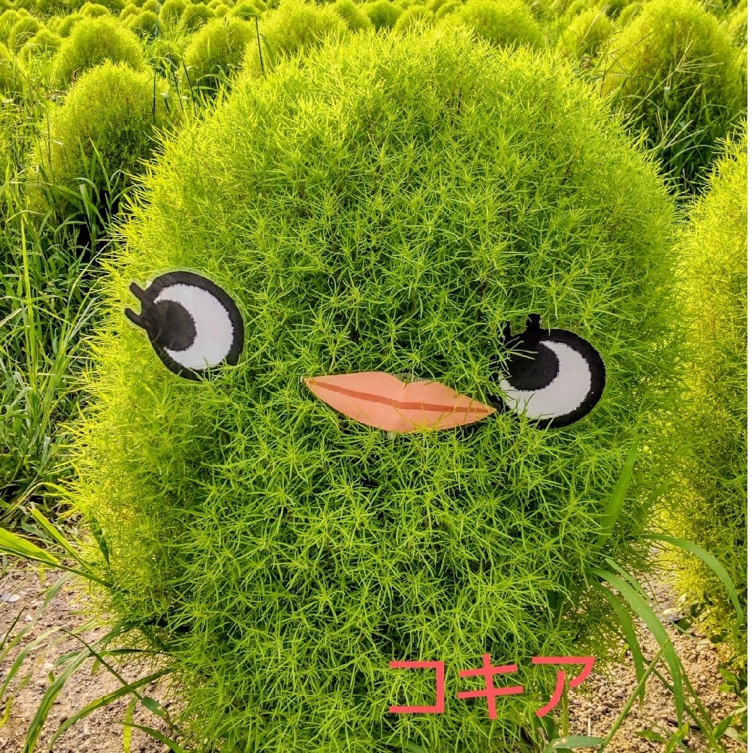 コキア & メストクレマ マクロリズム 種 セット ハンドメイドのフラワー/ガーデン(その他)の商品写真