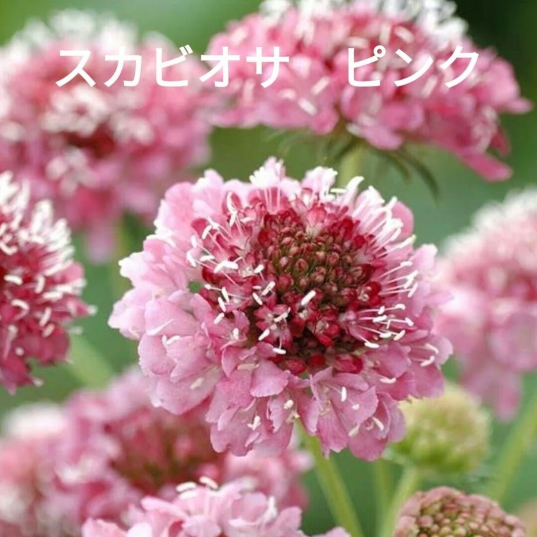 花種　スカビオサ　ピンク ハンドメイドのフラワー/ガーデン(その他)の商品写真