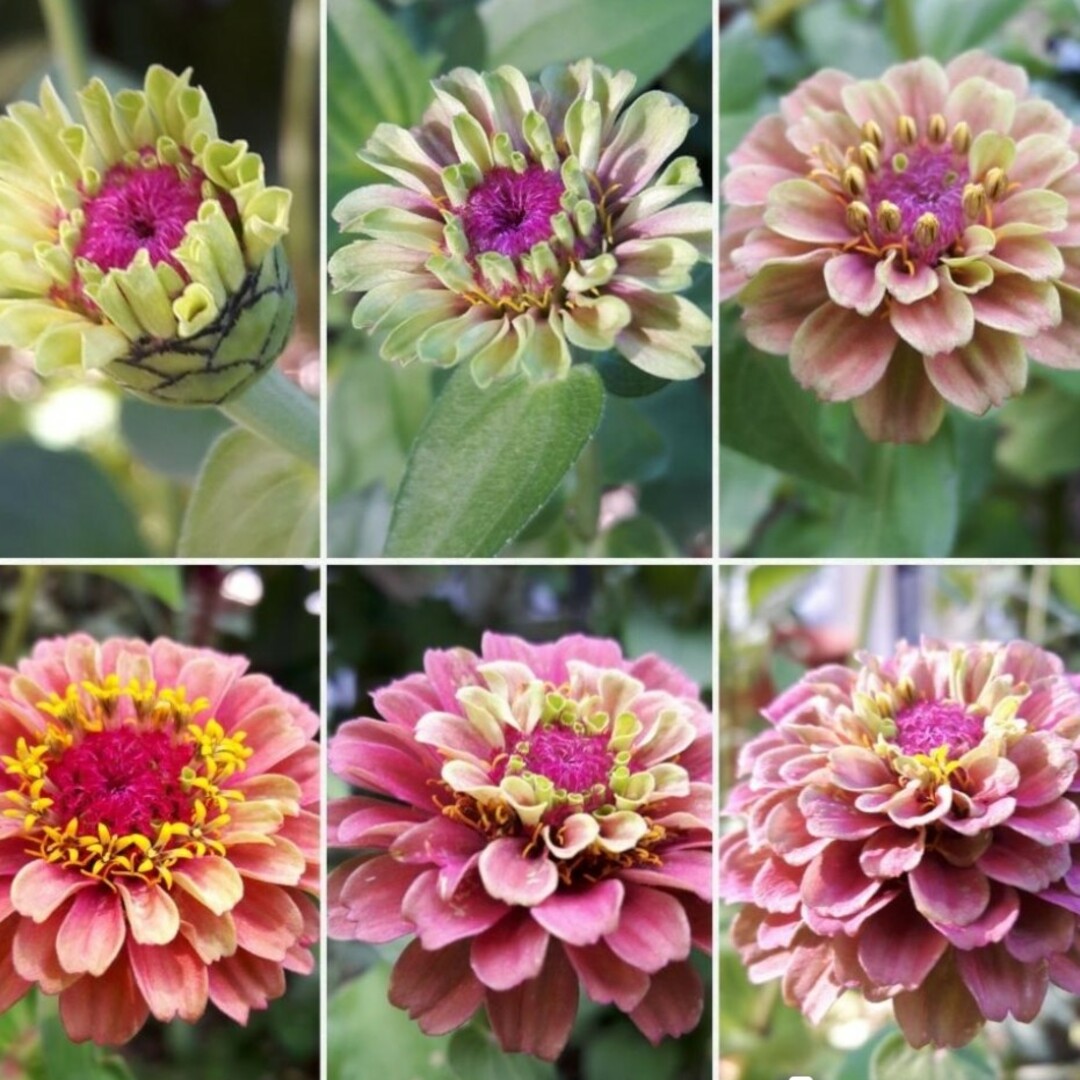 花種　クイーンレッドライム　ジニア ハンドメイドのフラワー/ガーデン(その他)の商品写真