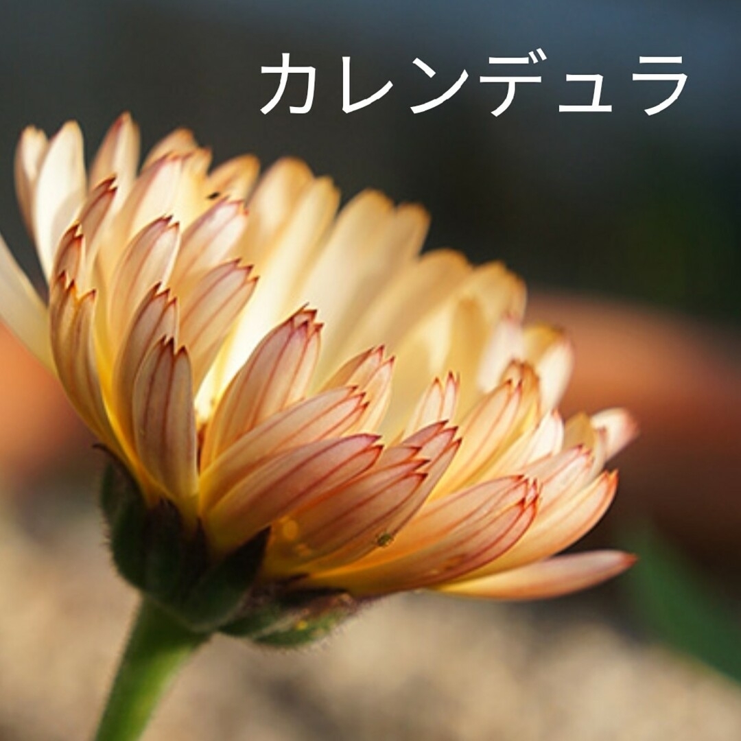 花種　タッチオブレッドバフ　カレンデュラ ハンドメイドのフラワー/ガーデン(その他)の商品写真