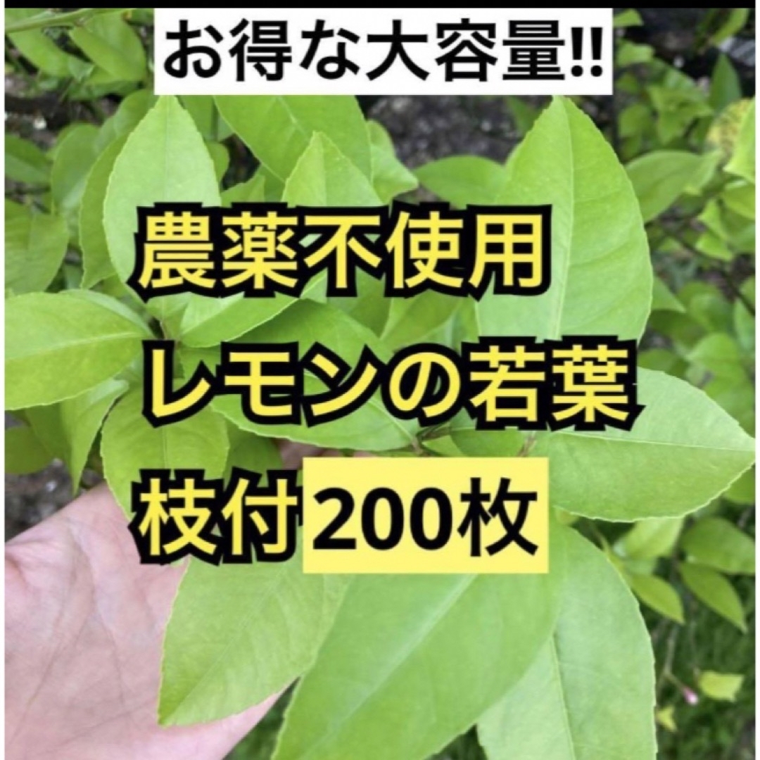 農薬不使用　レモンの若葉　枝付200枚 その他のペット用品(虫類)の商品写真