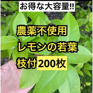 農薬不使用　レモンの若葉　枝付200枚(虫類)