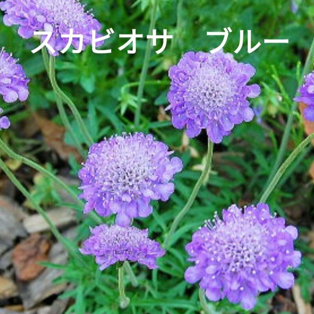 花種　スカビオサ　ブルー ハンドメイドのフラワー/ガーデン(その他)の商品写真