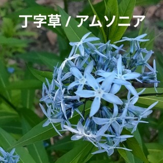 花種　丁字草　アムソニア　青花(その他)