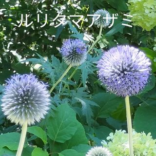 花種　ルリタマアザミ　青花(その他)