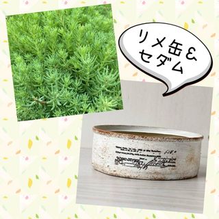 リメ缶＆セダムset パリダム 多肉植物 寄せ植え リメイク缶(その他)