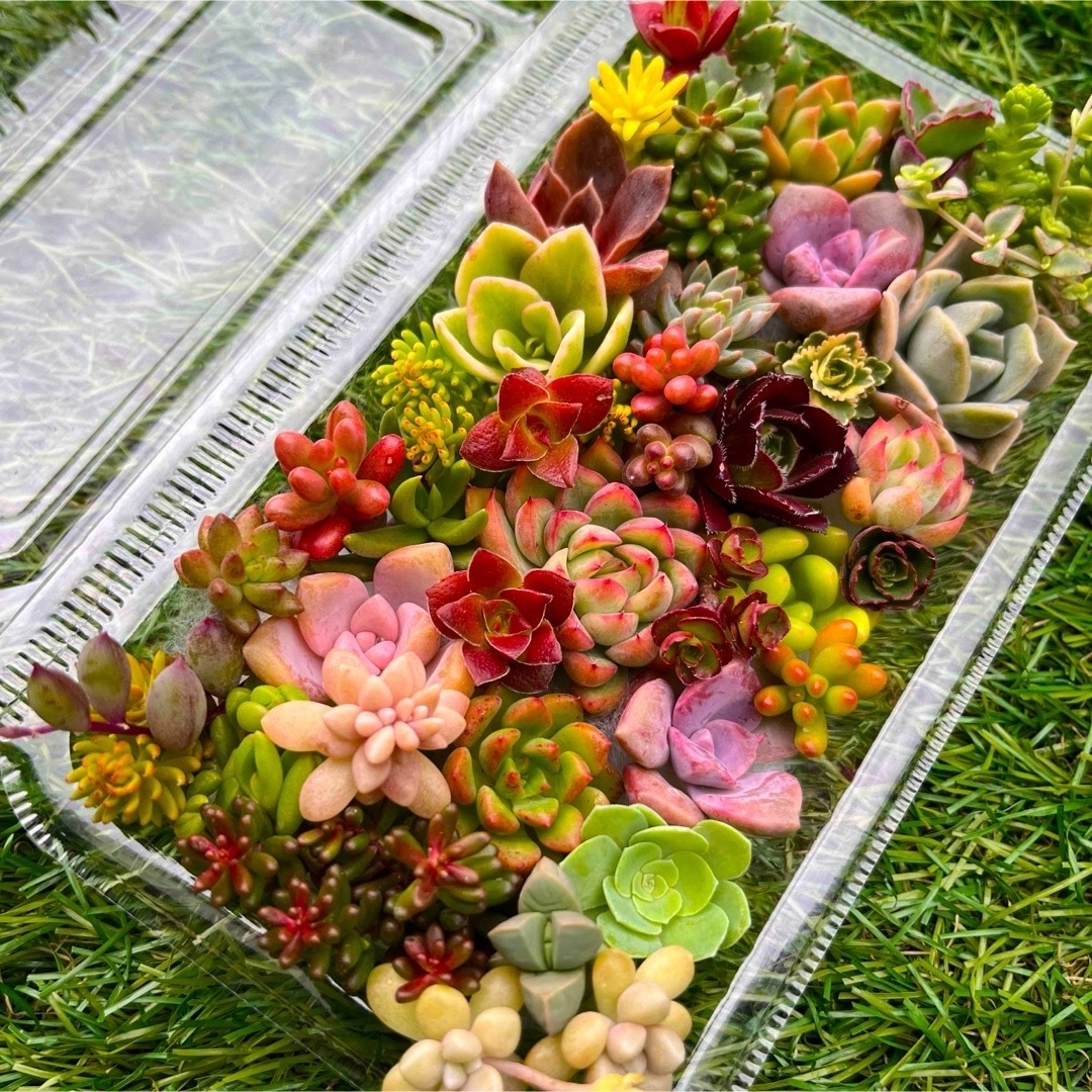 多肉植物カット苗 ハンドメイドのフラワー/ガーデン(その他)の商品写真