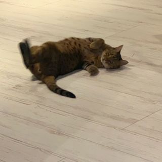 Rさん、専用です。(猫)