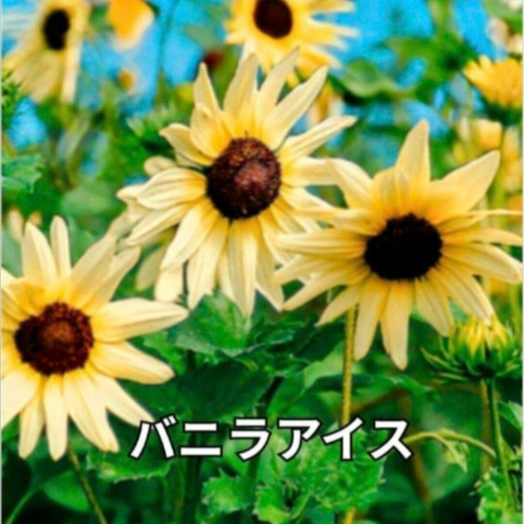 《珍しい品種5種類》花の種 ひまわり 種 八重咲き等  向日葵 ハンドメイドのフラワー/ガーデン(その他)の商品写真
