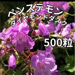 【毎年開花の多年草のお花】花の種  ペンステモン バイオレットダスク(その他)