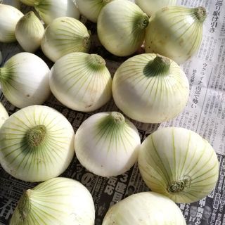 新玉ねぎ・7㌔箱◎無農薬・今が旬!メロ甘で美味しい!!(野菜)