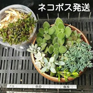 多肉植物ちび苗(その他)