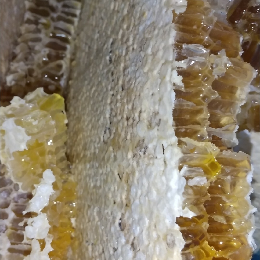 日本ミツバチの蜜蝋(みつろう)   約５g×２個 ハンドメイドの素材/材料(その他)の商品写真
