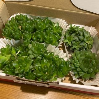 ハオルチア  3種類  抜き苗  多肉植物(その他)