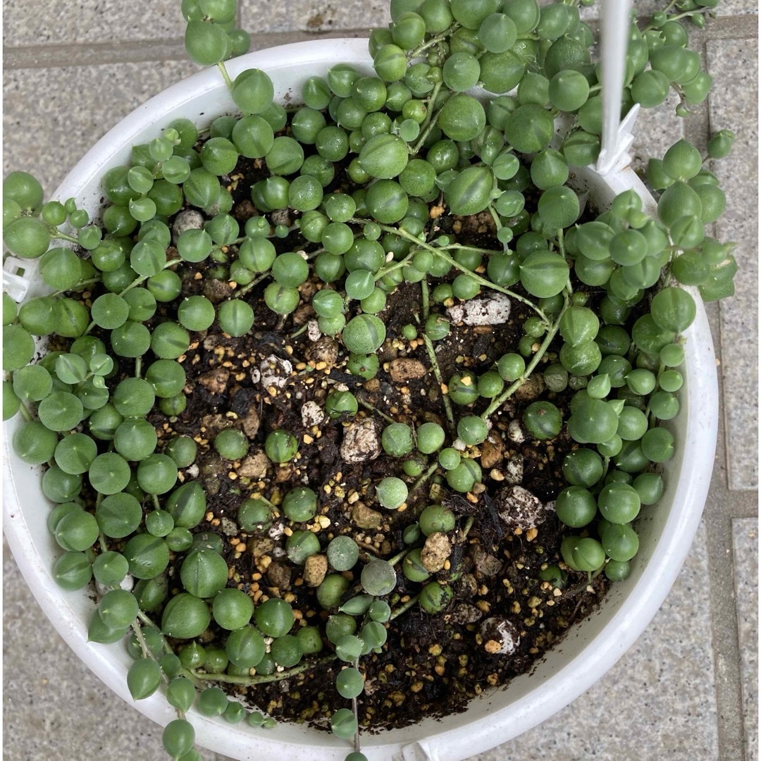 多肉植物　グリーンネックレス　抜き苗 ハンドメイドのフラワー/ガーデン(その他)の商品写真