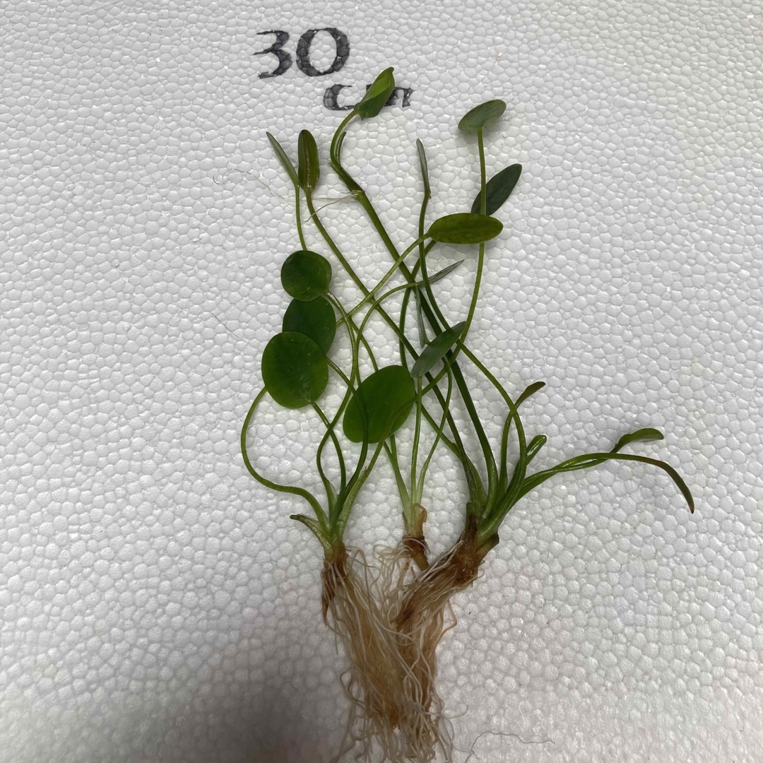 ウォーターポピー3株 子株付き ビオトープ 抽水植物 水生植物 浮葉植物 水草 その他のペット用品(アクアリウム)の商品写真